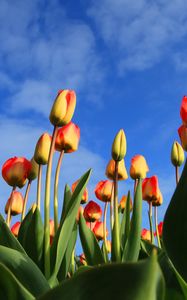 Preview wallpaper tulips, flowers, sky, clouds, buds