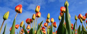 Preview wallpaper tulips, flowers, sky, clouds, buds