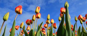 Preview wallpaper tulips, flowers, sky, clouds, buds