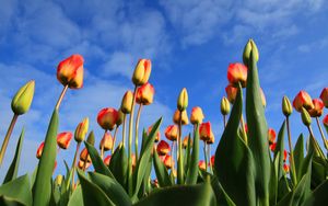 Preview wallpaper tulips, flowers, sky, clouds, buds