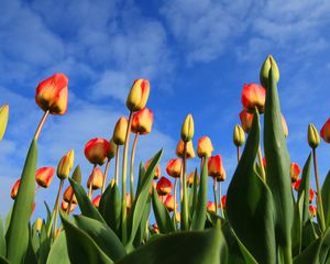 Preview wallpaper tulips, flowers, sky, clouds, buds