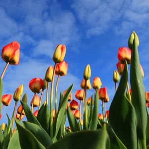 Preview wallpaper tulips, flowers, sky, clouds, buds