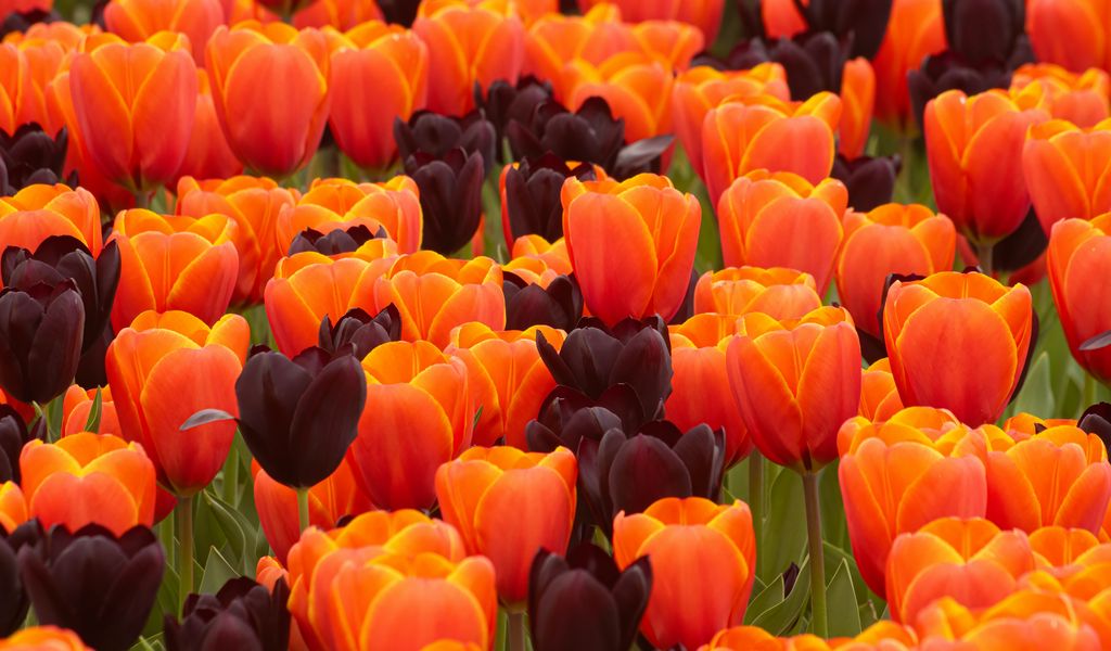 1024x600 Wallpaper tulips, flowers, spring, orange, purple