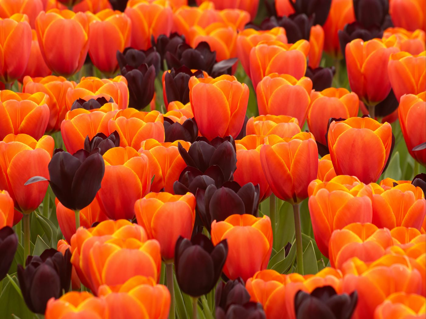 1400x1050 Wallpaper tulips, flowers, spring, orange, purple