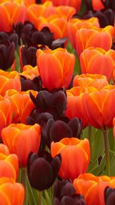 Preview wallpaper tulips, flowers, spring, orange, purple