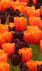 Preview wallpaper tulips, flowers, spring, orange, purple