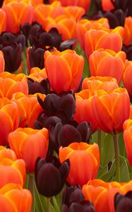 Preview wallpaper tulips, flowers, spring, orange, purple