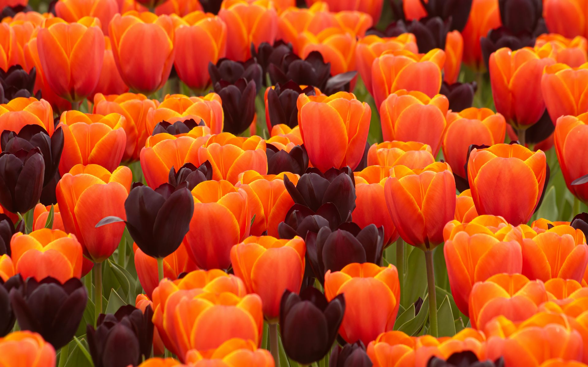 Download wallpaper 1920x1200 tulips, flowers, spring, orange, purple ...