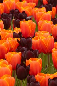 Preview wallpaper tulips, flowers, spring, orange, purple