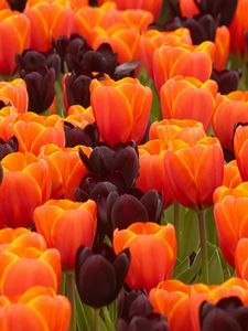 Preview wallpaper tulips, flowers, spring, orange, purple