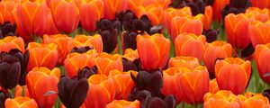 Preview wallpaper tulips, flowers, spring, orange, purple