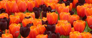 Preview wallpaper tulips, flowers, spring, orange, purple