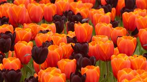 Preview wallpaper tulips, flowers, spring, orange, purple