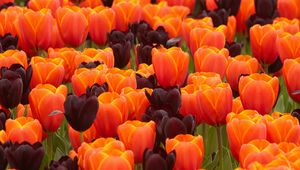 Preview wallpaper tulips, flowers, spring, orange, purple