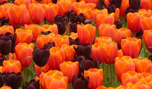 Preview wallpaper tulips, flowers, spring, orange, purple
