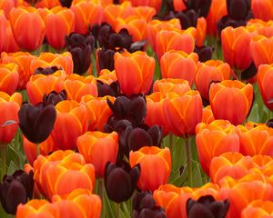 Preview wallpaper tulips, flowers, spring, orange, purple