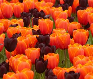 Preview wallpaper tulips, flowers, spring, orange, purple