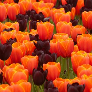 Preview wallpaper tulips, flowers, spring, orange, purple