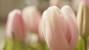 Preview wallpaper tulips, flowers, spring, soft, close-up