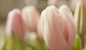 Preview wallpaper tulips, flowers, spring, soft, close-up