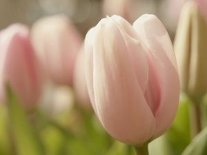 Preview wallpaper tulips, flowers, spring, soft, close-up