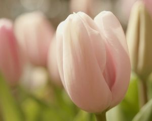 Preview wallpaper tulips, flowers, spring, soft, close-up