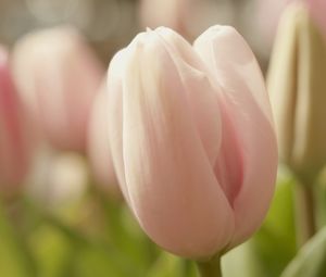 Preview wallpaper tulips, flowers, spring, soft, close-up