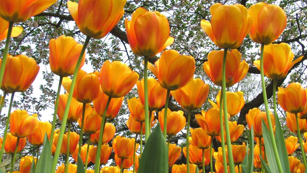 Wallpaper tulips, flowers, spring, trees, mood