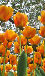 Preview wallpaper tulips, flowers, spring, trees, mood