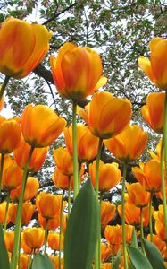 Preview wallpaper tulips, flowers, spring, trees, mood