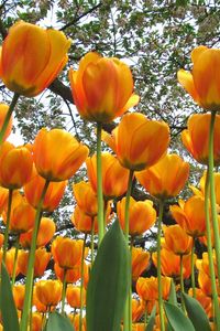 Preview wallpaper tulips, flowers, spring, trees, mood