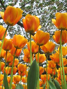 Preview wallpaper tulips, flowers, spring, trees, mood