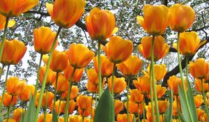 Preview wallpaper tulips, flowers, spring, trees, mood