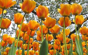 Preview wallpaper tulips, flowers, spring, trees, mood