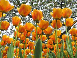 Preview wallpaper tulips, flowers, spring, trees, mood