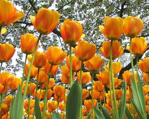 Preview wallpaper tulips, flowers, spring, trees, mood
