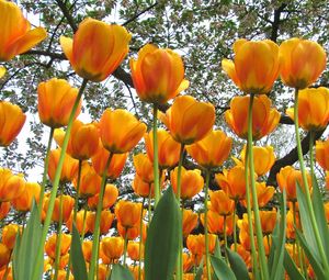 Preview wallpaper tulips, flowers, spring, trees, mood