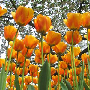 Preview wallpaper tulips, flowers, spring, trees, mood