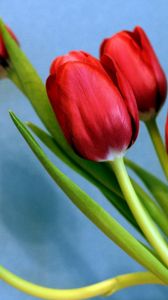 Preview wallpaper tulips, flowers, spring, flower, background