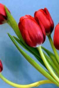 Preview wallpaper tulips, flowers, spring, flower, background