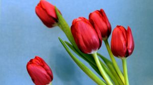 Preview wallpaper tulips, flowers, spring, flower, background