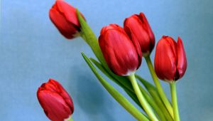 Preview wallpaper tulips, flowers, spring, flower, background