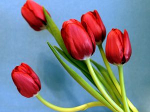 Preview wallpaper tulips, flowers, spring, flower, background