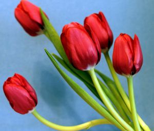 Preview wallpaper tulips, flowers, spring, flower, background