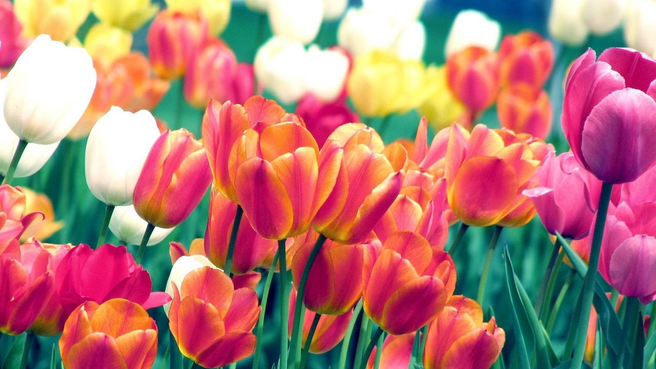 Wallpaper tulips, flowers, spring, flowerbed, sharpness