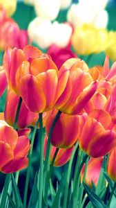 Preview wallpaper tulips, flowers, spring, flowerbed, sharpness