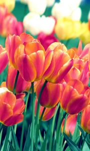 Preview wallpaper tulips, flowers, spring, flowerbed, sharpness