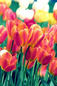 Preview wallpaper tulips, flowers, spring, flowerbed, sharpness