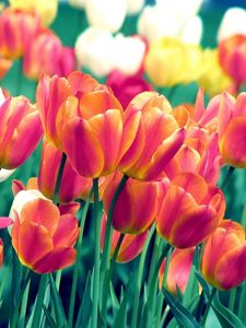 Preview wallpaper tulips, flowers, spring, flowerbed, sharpness