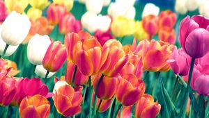 Preview wallpaper tulips, flowers, spring, flowerbed, sharpness